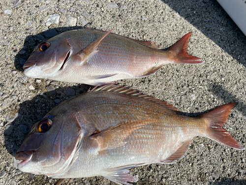 チヌの釣果