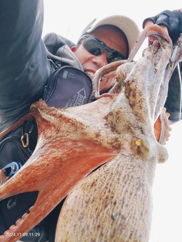 タコの釣果