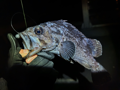 クロソイの釣果