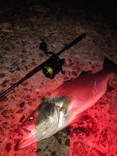 ヒラスズキの釣果