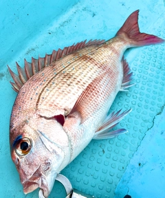 マダイの釣果