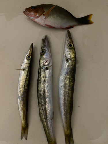 カマスの釣果