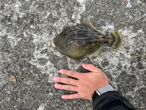 カワハギの釣果