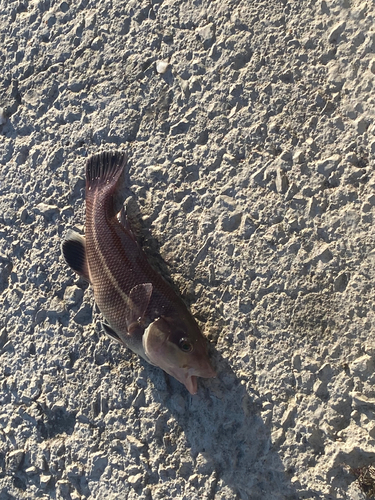 カンダイの釣果