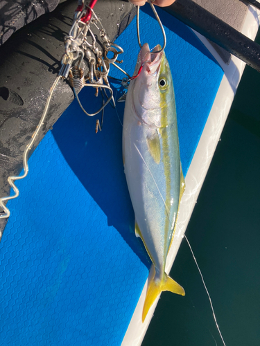 ハマチの釣果