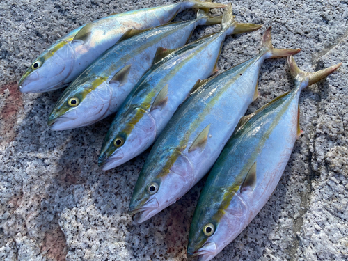 イナダの釣果