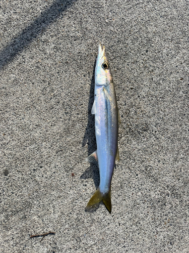 カマスの釣果