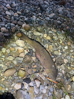 コイの釣果