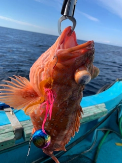 ウッカリカサゴの釣果