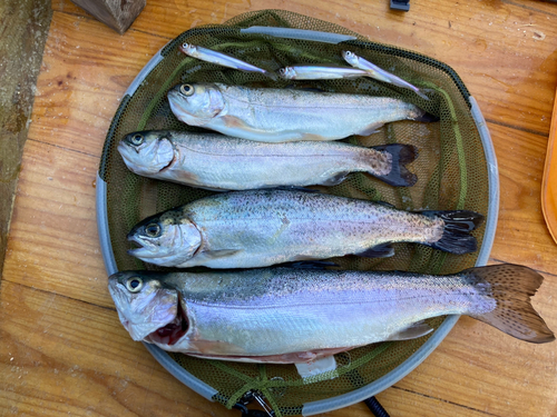 ワカサギの釣果