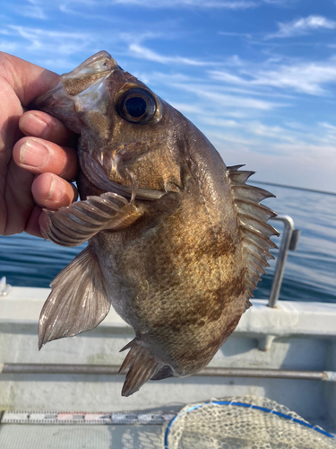 メバルの釣果