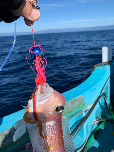 アマダイの釣果