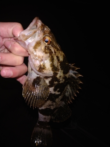 ベッコウゾイの釣果