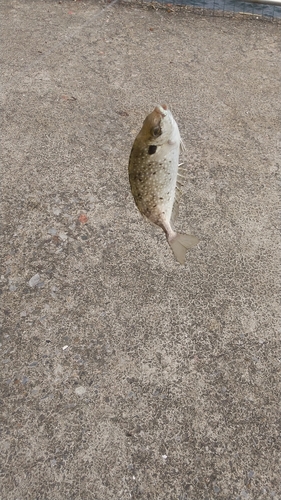 アイゴの釣果