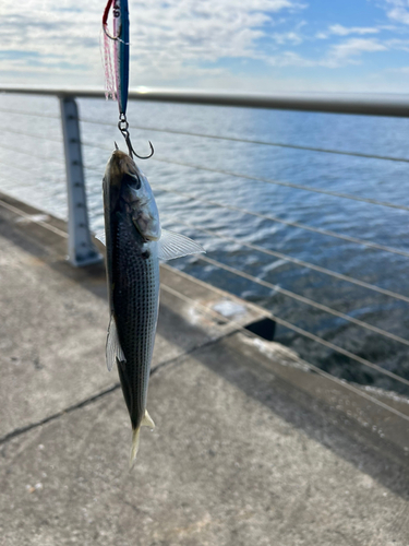 コノシロの釣果