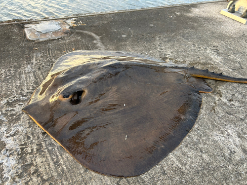 アカエイの釣果