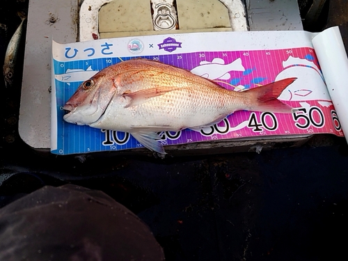 マダイの釣果