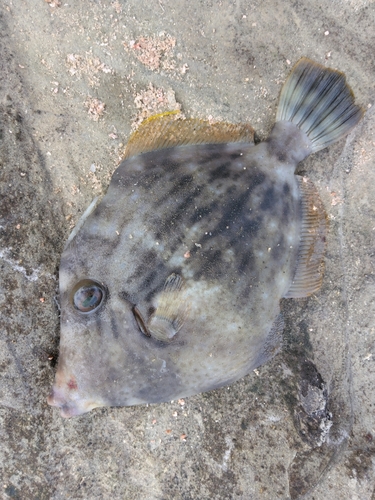 カワハギの釣果