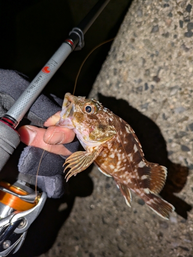 カサゴの釣果