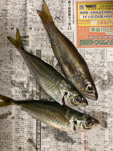 アカムツの釣果