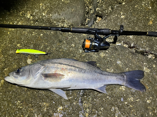 スズキの釣果