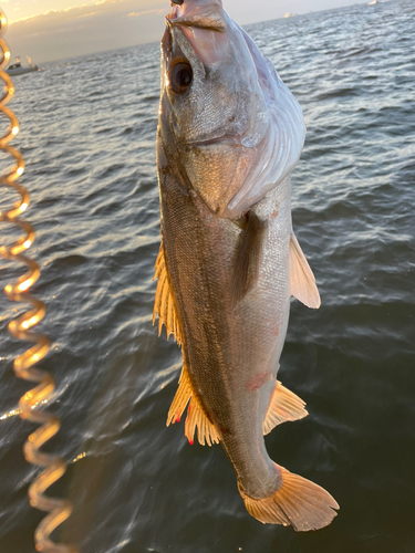 スズキの釣果