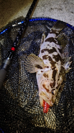 タケノコメバルの釣果