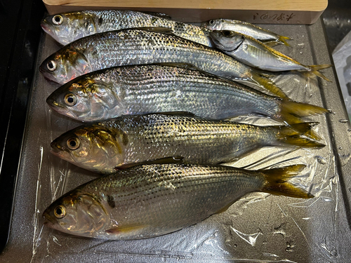 コノシロの釣果