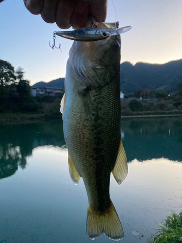 ラージマウスバスの釣果