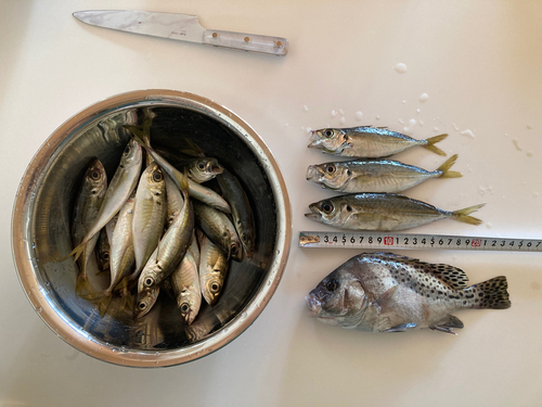 マアジの釣果