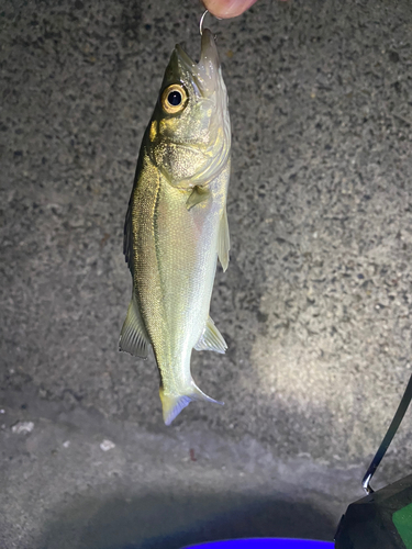 セイゴ（タイリクスズキ）の釣果