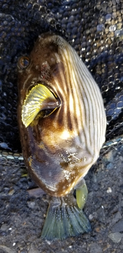 フグの釣果