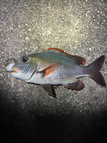 ヨコシマクロダイの釣果