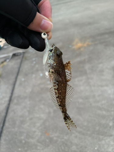 アナハゼの釣果