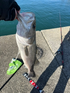 スズキの釣果