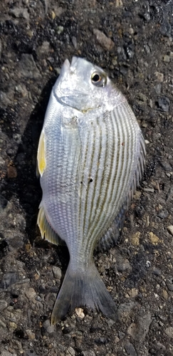 ヘダイの釣果