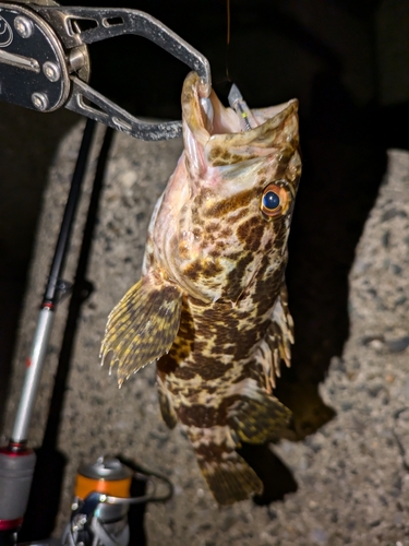 タケノコメバルの釣果