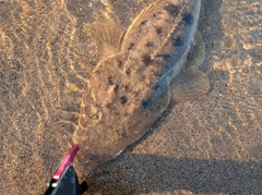 マゴチの釣果