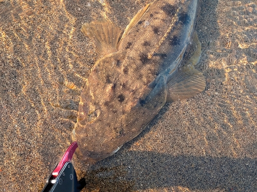 マゴチの釣果