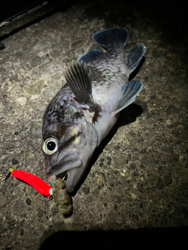 マゾイの釣果