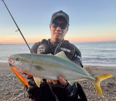 ハマチの釣果