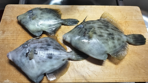 カワハギの釣果