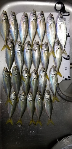 アジの釣果