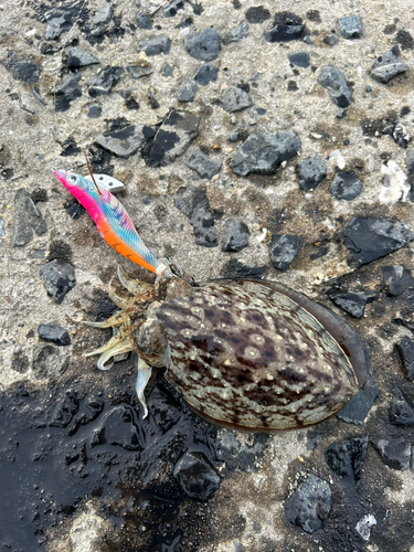 コウイカの釣果