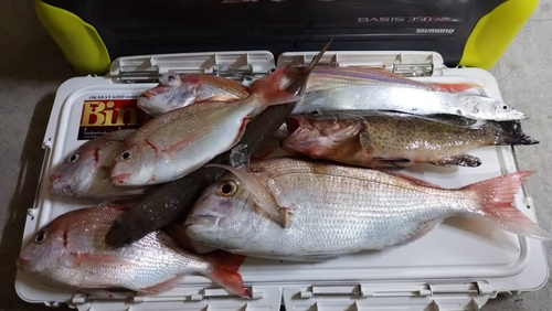 タイの釣果