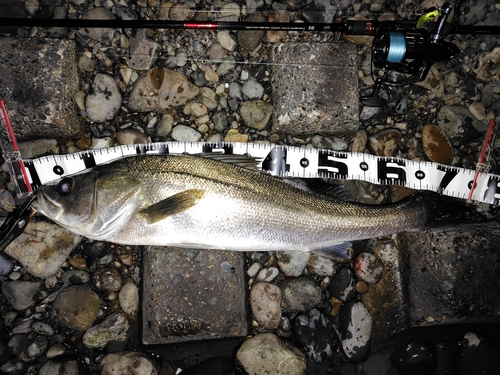 シーバスの釣果