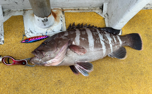 マハタの釣果