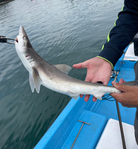 サメの釣果