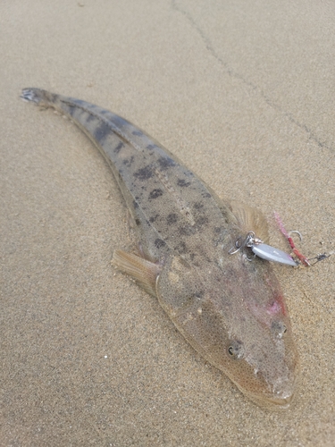 マゴチの釣果