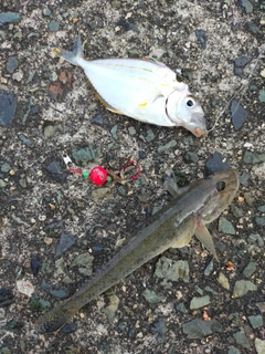 ハゼの釣果